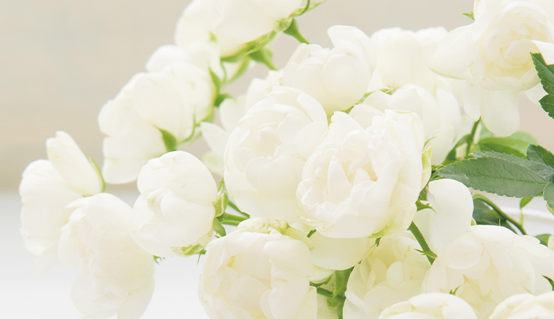 white-bouquet